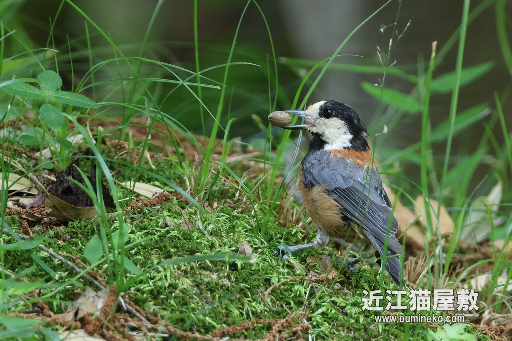 R7+RF100-500 京都植物園