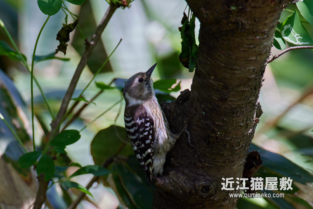 石川県民海浜公園 コゲラ、アオジ、オオルリ EOS R5+RF600F4L