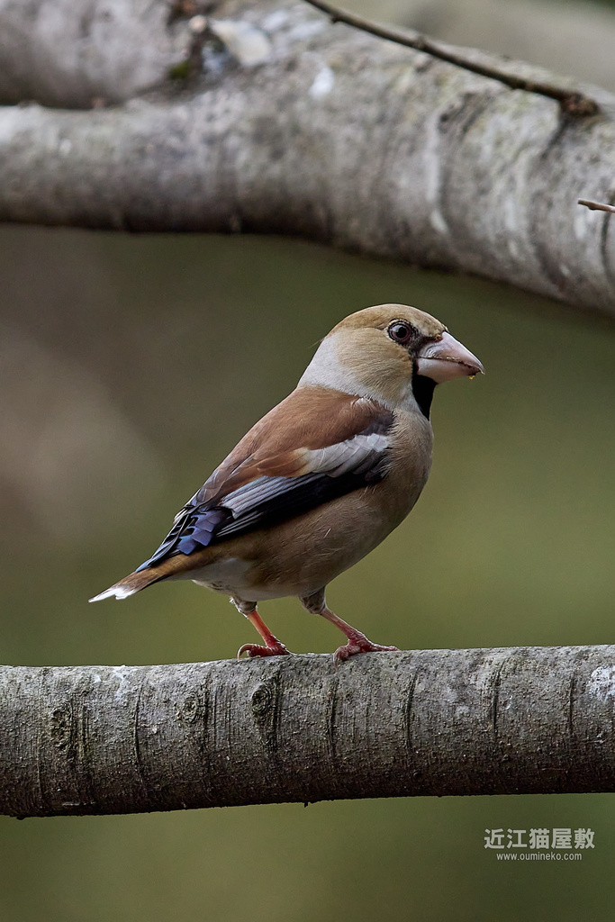 EOS R7 + EF600mm F4L IS II USM / EF800mm F4L IS USM 散策