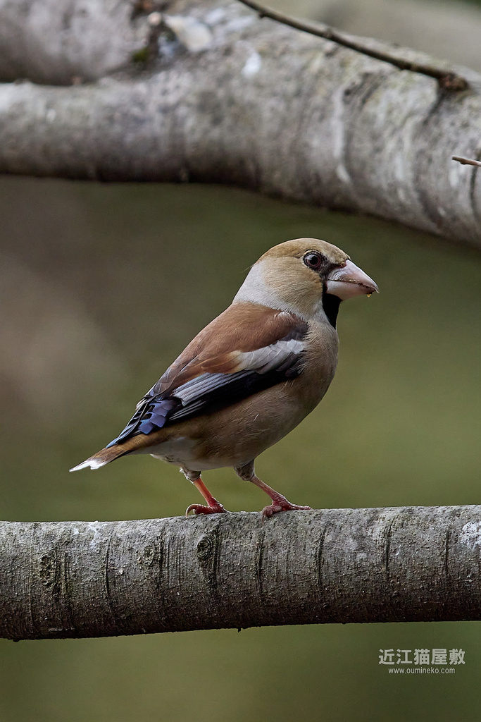 EOS R7 + EF600mm F4L IS II USM / EF800mm F4L IS USM 散策