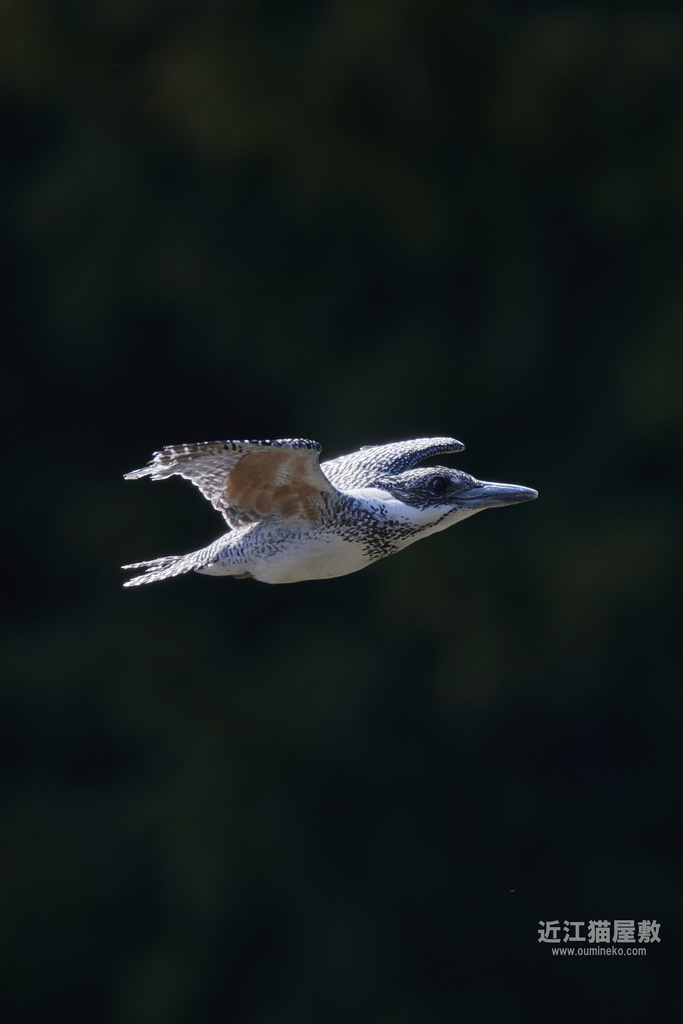 EOS-1D X mark IIIで野鳥撮影 ヤマセミ、敗北