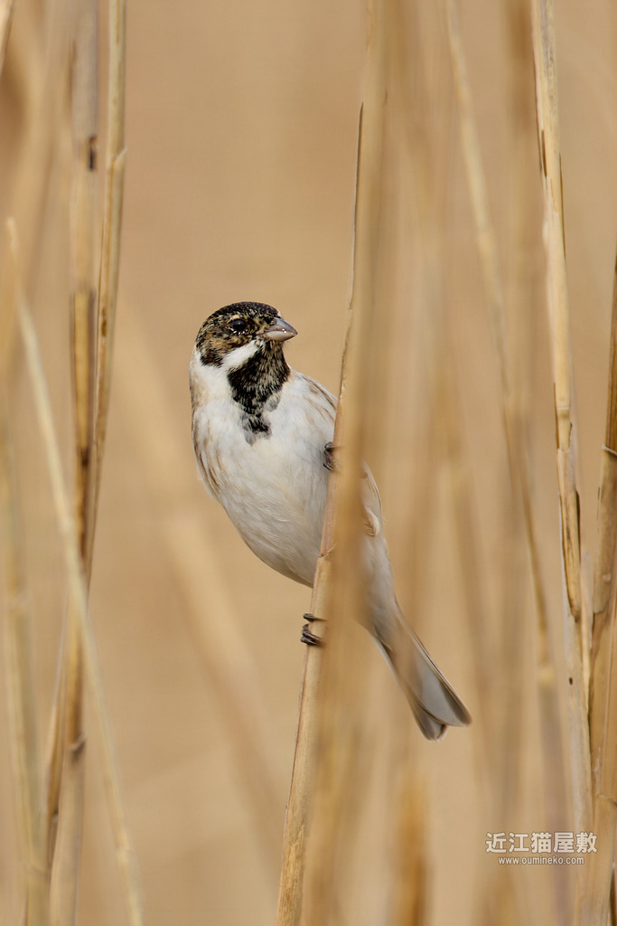EOS R5 mark II,R7で野鳥撮影 オオジュリン、ベニマシコ他