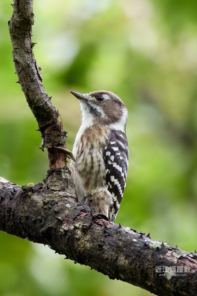 RF200-800mmの噂、その辺を散歩