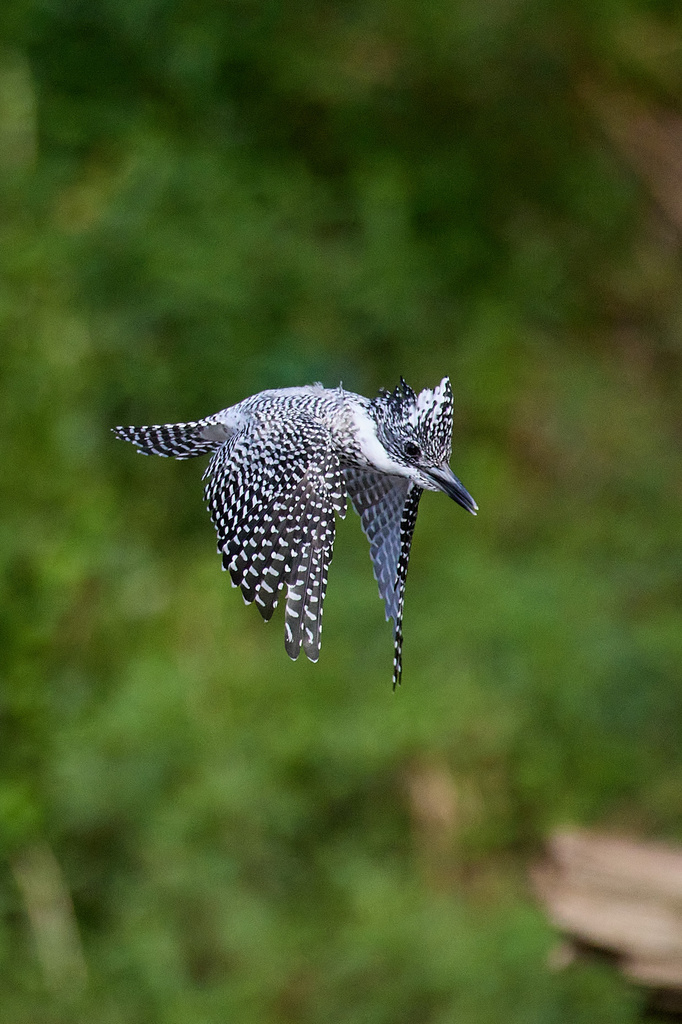 EOS R7+RF600mm F4L IS USM ヤマセミ、カワセミ、アオバト