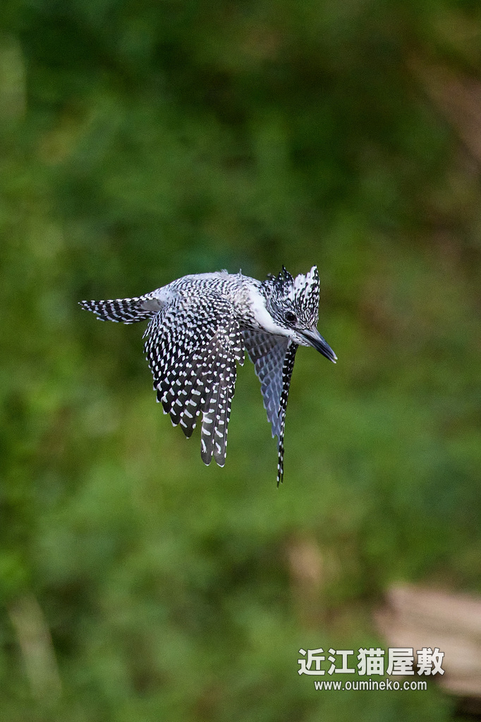 EOS R7+RF600mm F4L IS USM ヤマセミ、カワセミ、アオバト