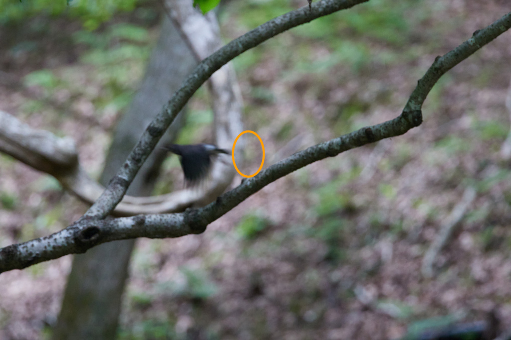 ミラーレスAFの罠発動 R5+RF100-500