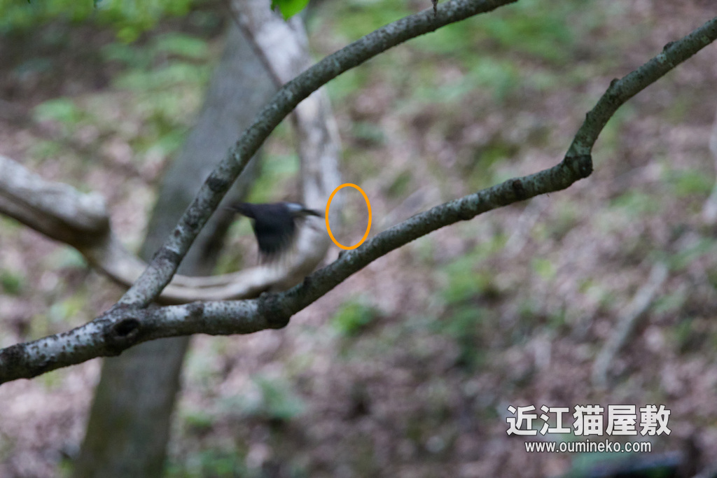 ミラーレスAFの罠発動 R5+RF100-500