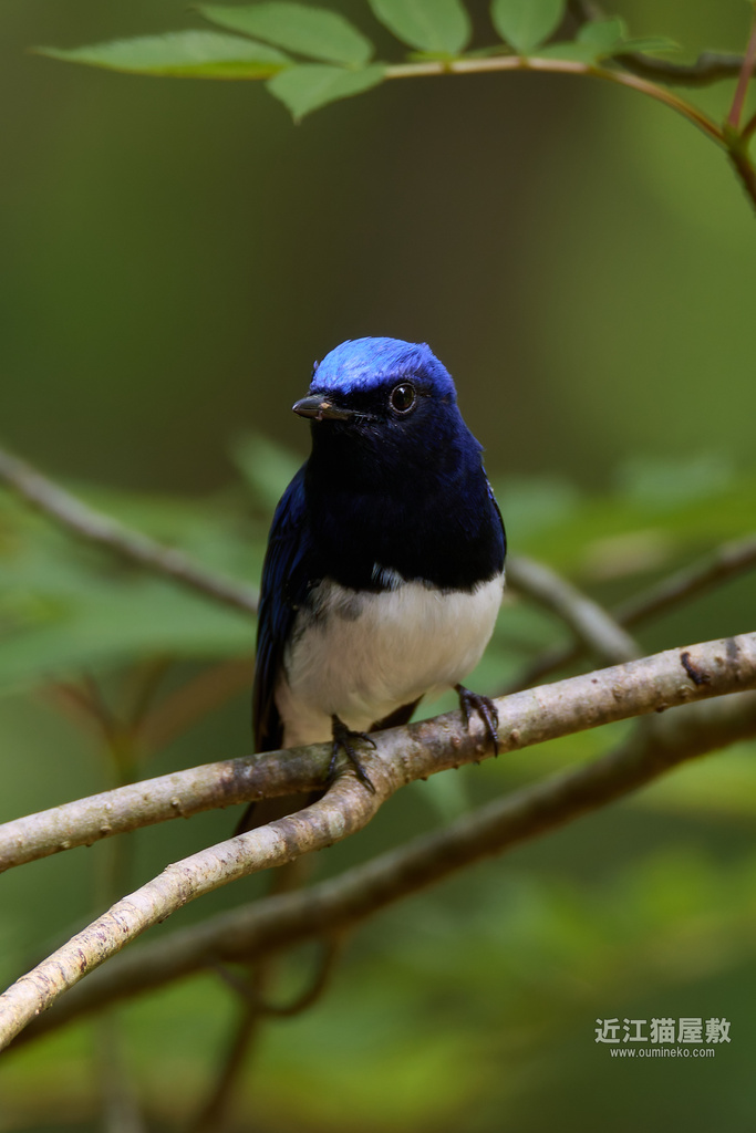 EOS R7で野鳥撮影 滋賀 朽木 オオルリ、キビタキ、コゲラ他