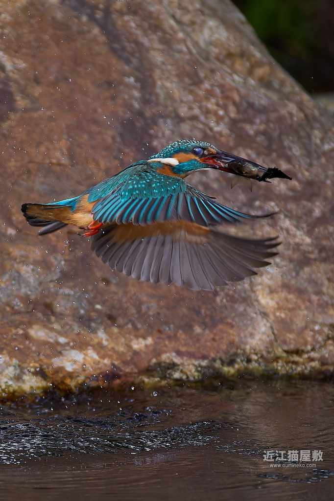 EOS R3,R7で野鳥撮影 カワセミ、ソウシチョウ、シロハラ他