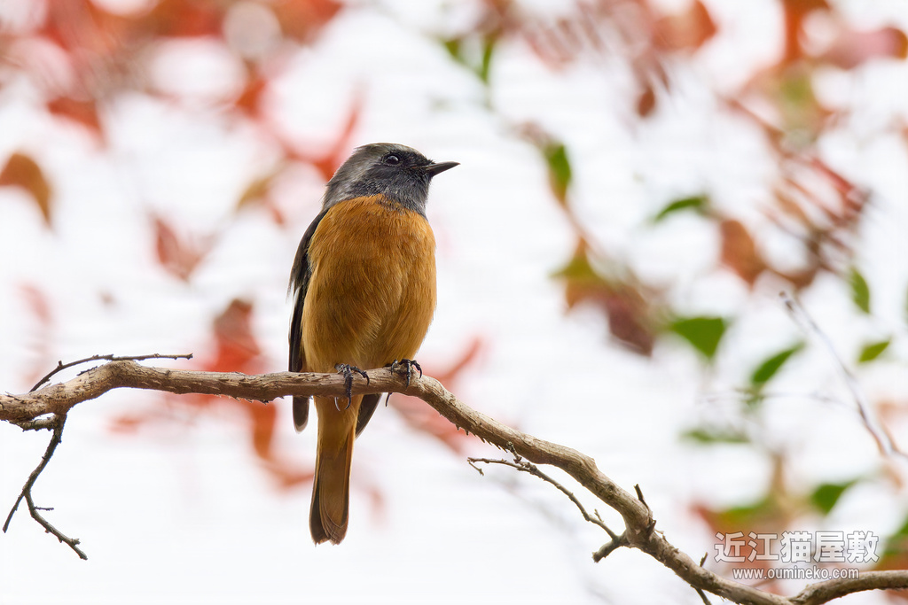 EOS R7で野鳥撮影 カワセミ、アトリ、ジョウビタキ他