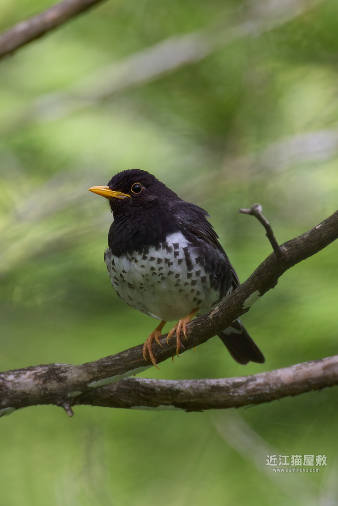 EOS R5 mark IIで野鳥撮影 今季の朽木状況 クロツグミ、オオルリ他