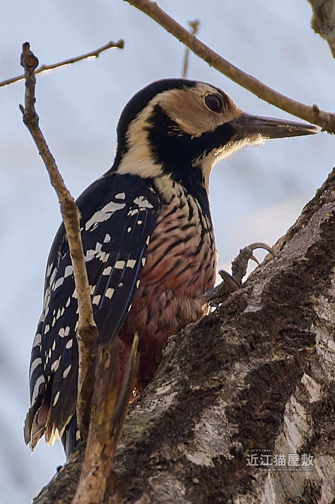 EOS R3で野鳥撮影  朽木オオアカゲラ・ベニマシコ他・RAW現像解説(こゆみ)