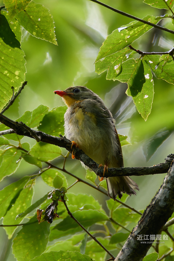 EOS R7で野鳥撮影 ソウシチョウ、サンコウチョウ、R5Cファームアップ