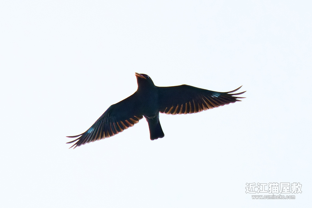 EOS R7で野鳥撮影 ブッポウソウ