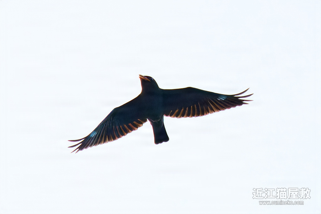 EOS R7で野鳥撮影 ブッポウソウ
