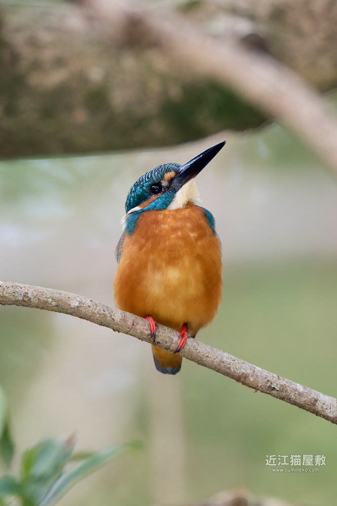 EOS R7,1DX3で野鳥撮影 カワセミ