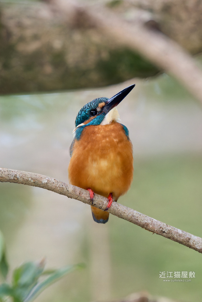 EOS R7,1DX3で野鳥撮影 カワセミ