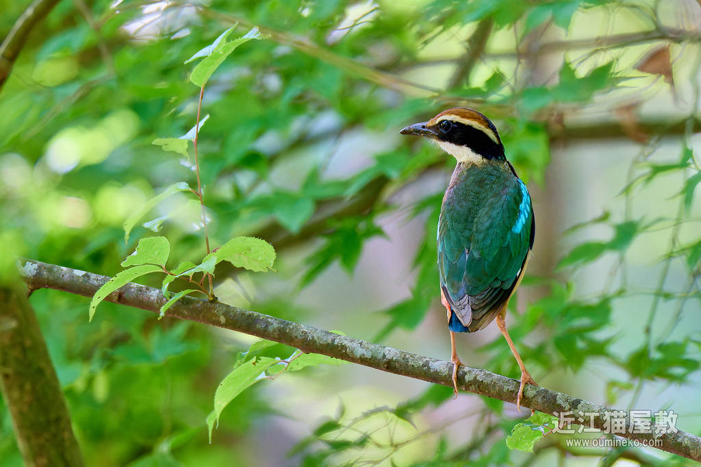 EOS R7,1DX3で野鳥撮影 ヤイロチョウ (6月～7月)