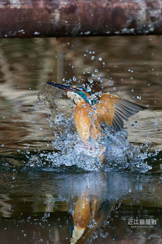 EOS R7 + EF400mm F4 DO IS II USM カワセミ、他