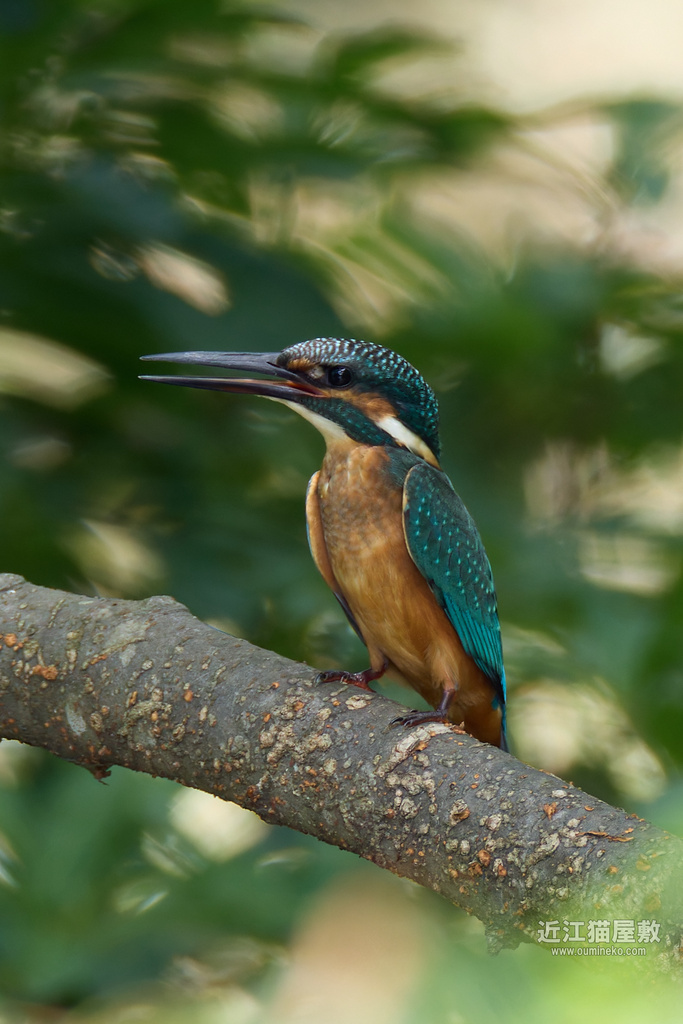 EOS R7で野鳥撮影 カワセミ他