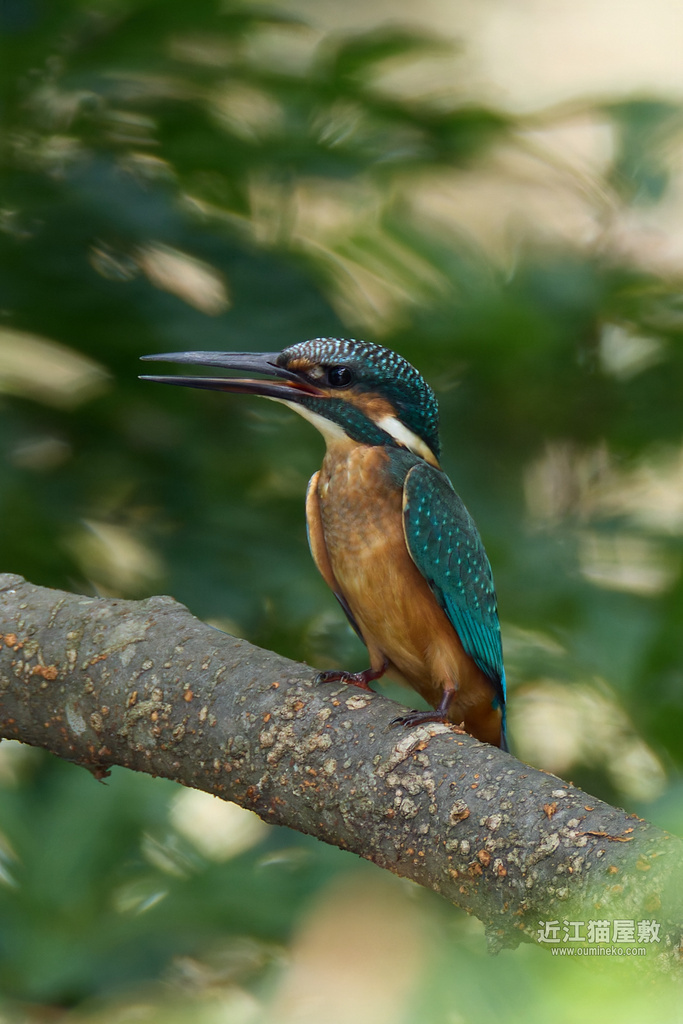 EOS R7で野鳥撮影 カワセミ他