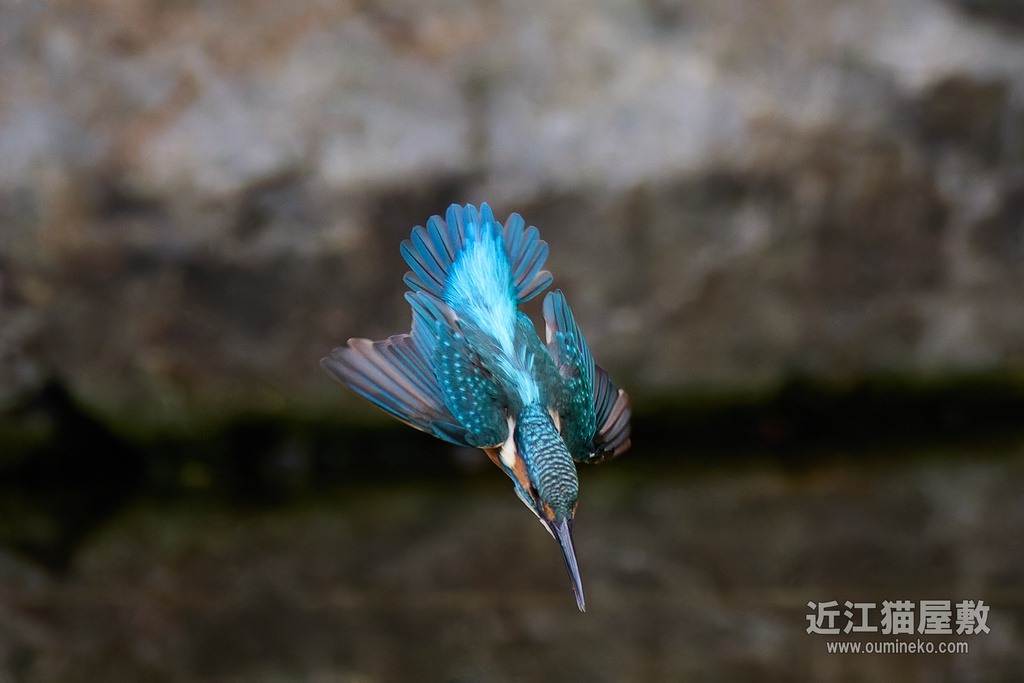 EOS R5 mark IIで野鳥撮影 DxO PureRAW3,4対応