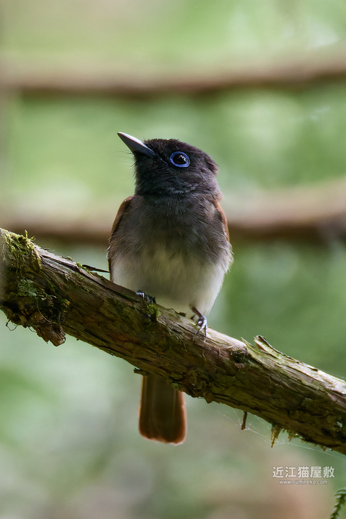 EOS R7で野鳥撮影 滋賀 朽木 サンコウチョウ 撮り方ヒント