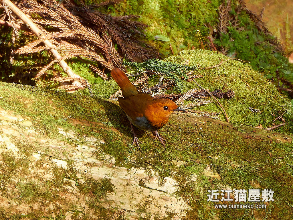 PX-1100で野鳥撮影 朽木 コマドリ、クロツグミ、カワセミ他