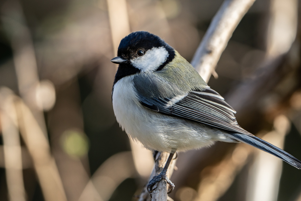 京都御苑 シジュウカラ、ヤマガラ、ヒヨドリ