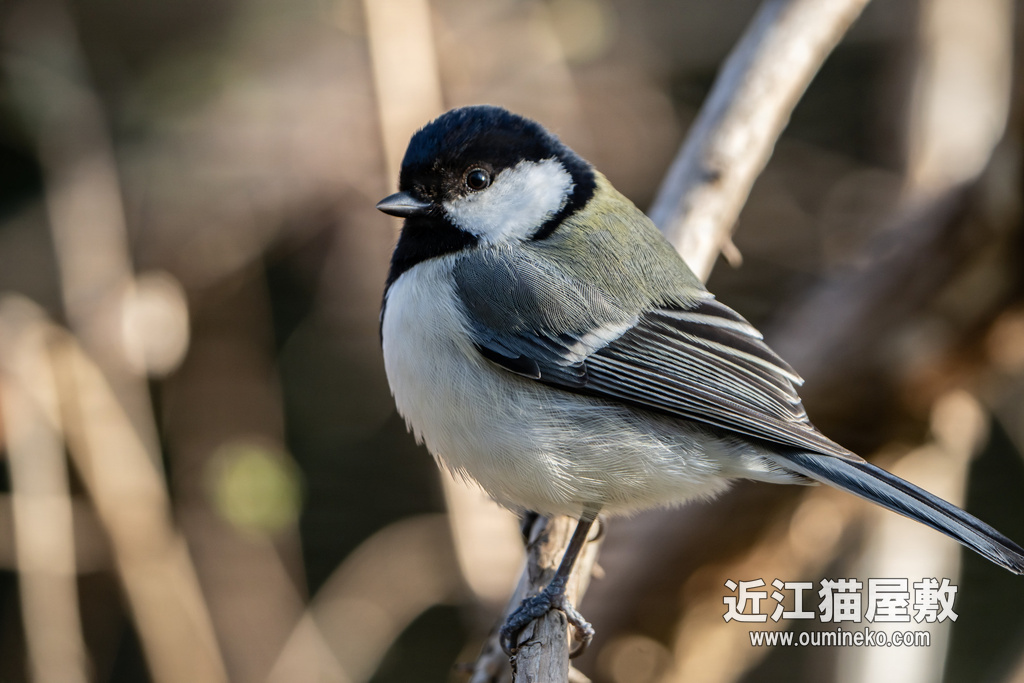京都御苑 シジュウカラ、ヤマガラ、ヒヨドリ