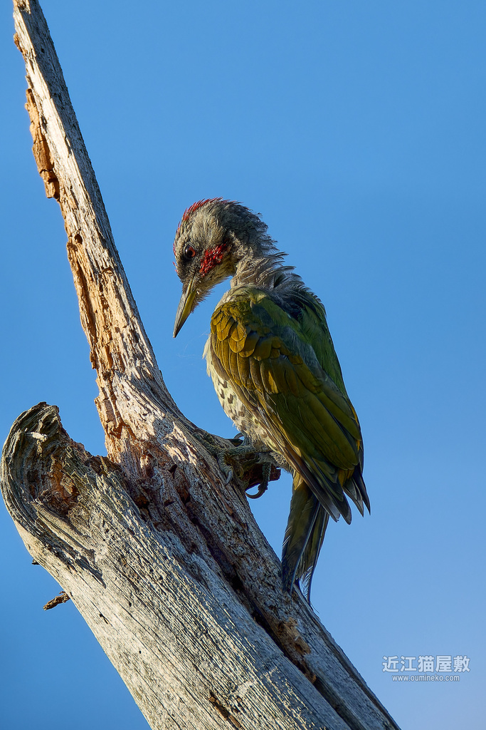 EOS R7で野鳥撮影 アオゲラ、オオムシクイ、ヤマガラ、サシバ、ハチクマ、ノスリ、カケス