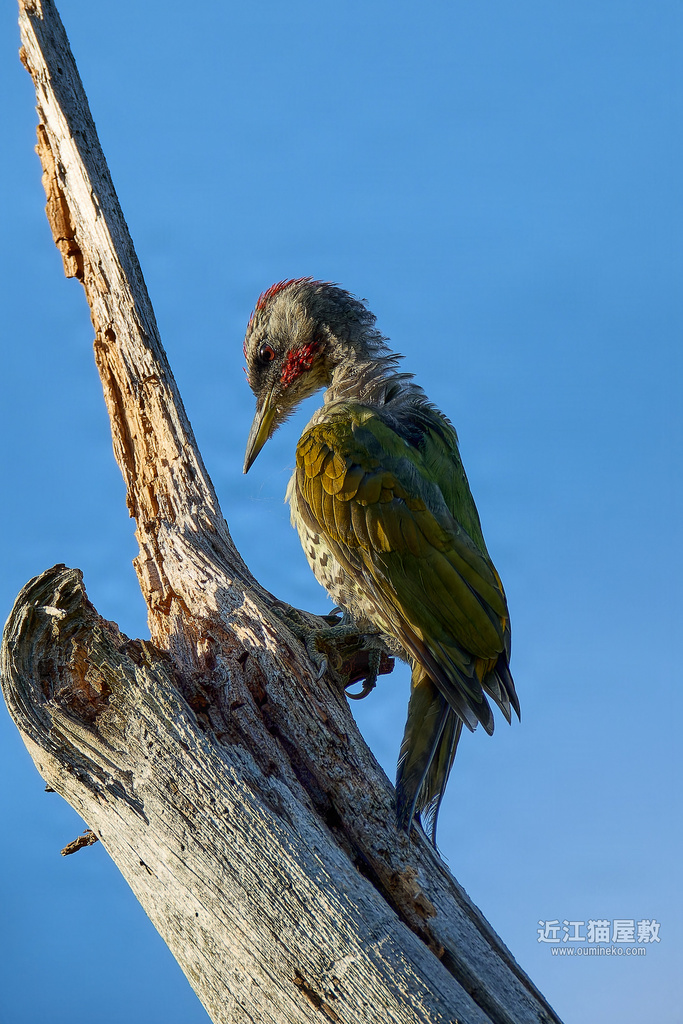 EOS R7で野鳥撮影 アオゲラ、オオムシクイ、ヤマガラ、サシバ、ハチクマ、ノスリ、カケス