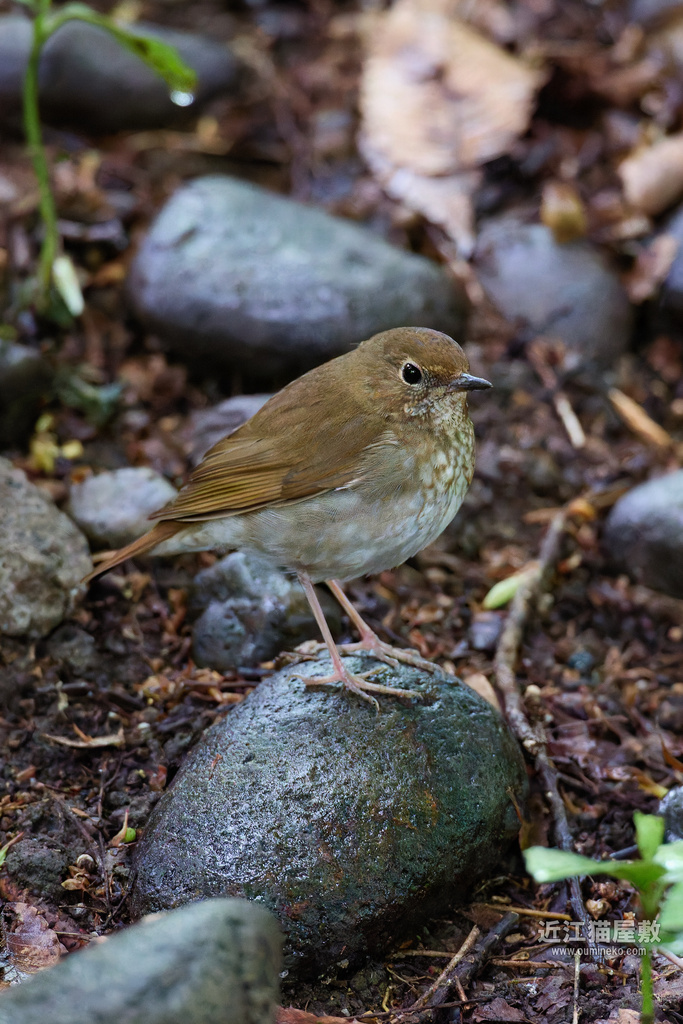 EOSで野鳥撮影 2025GW後半遠征③ シマゴマ、コサメビタキ、ヒガラ、カワラヒワ