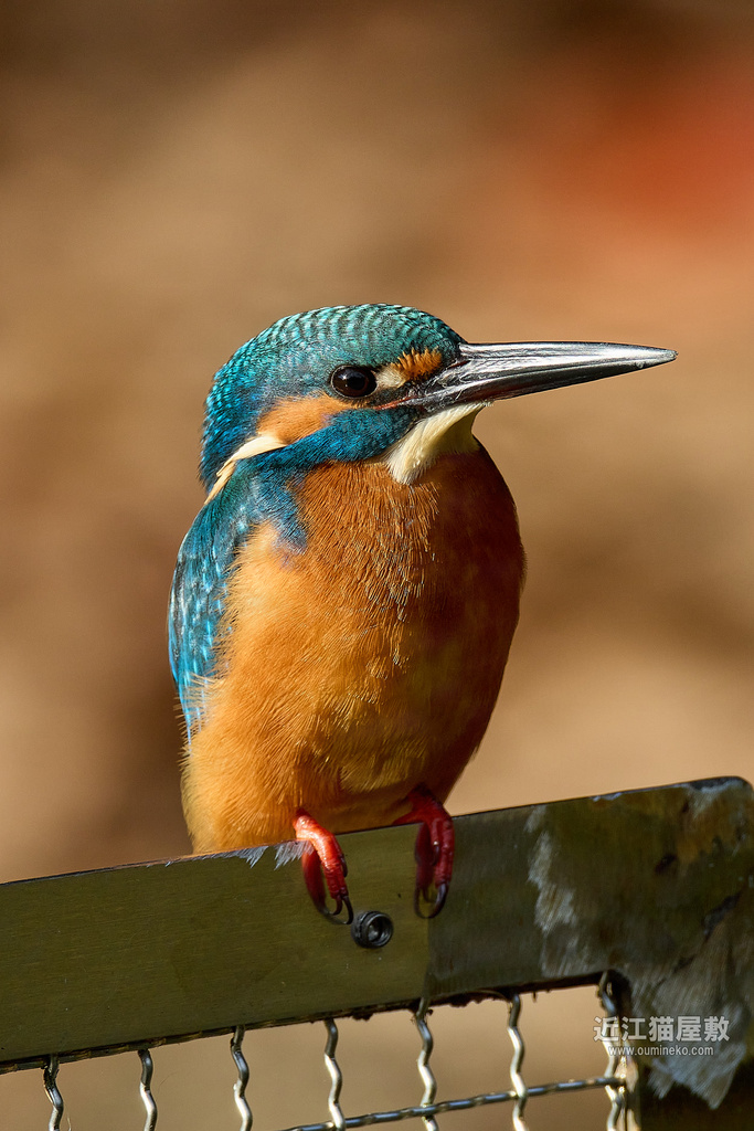 EOS R7 カワセミ撮影検証、最高解像度