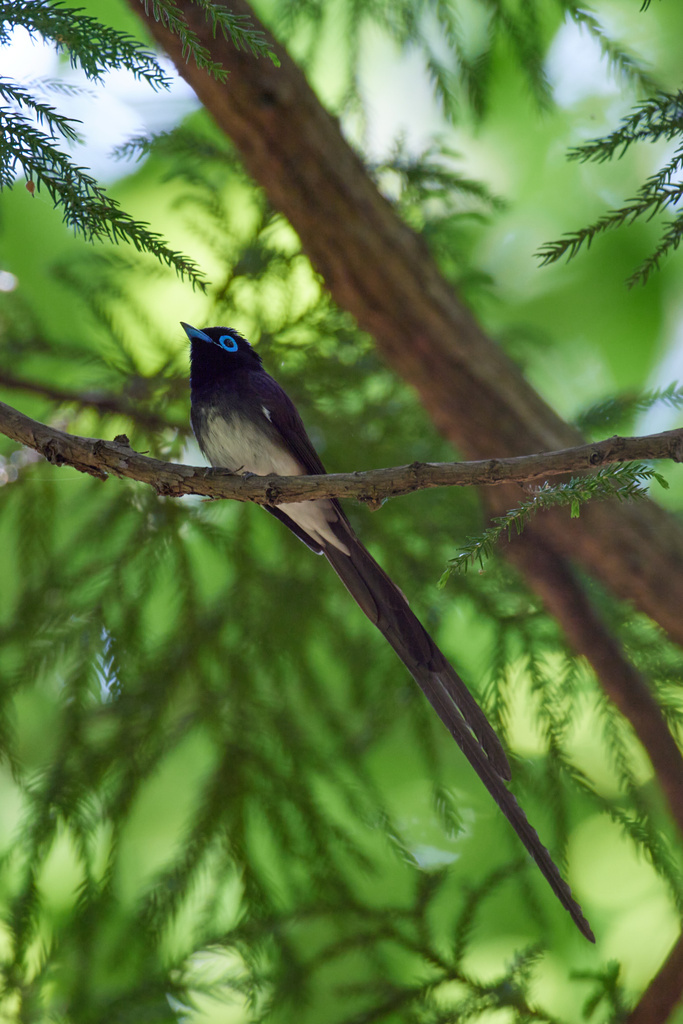 菅山寺 サンコウチョウ EOS R5+RF600F4L