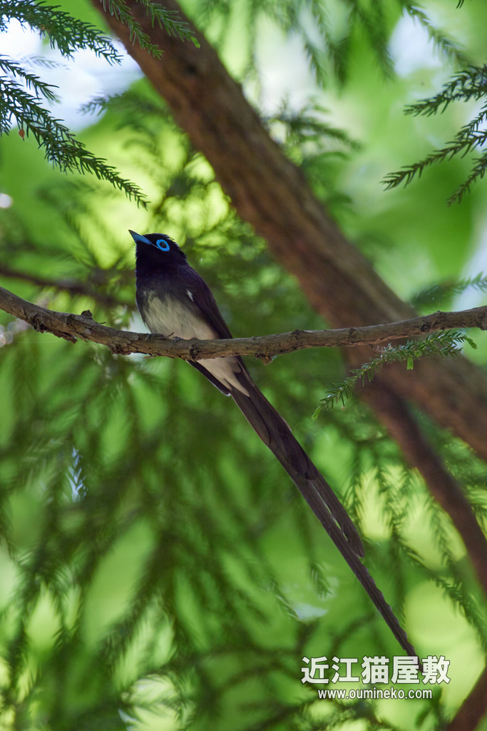 菅山寺 サンコウチョウ EOS R5+RF600F4L