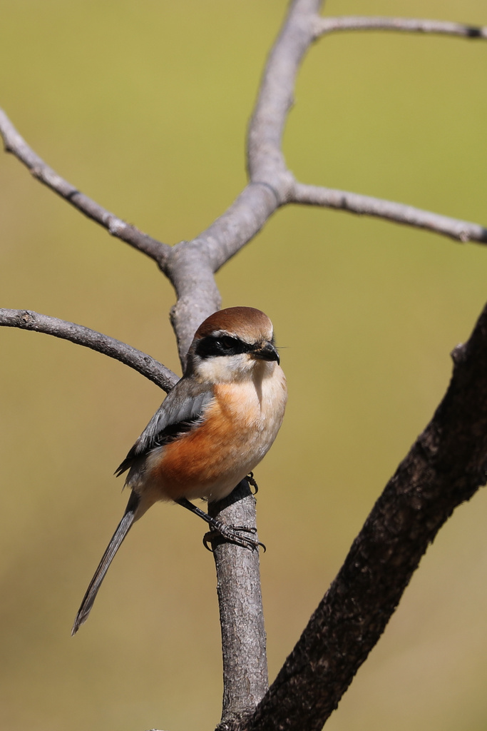 山田池公園 モズ、シメ EOS-1D X Mark II + EF600F4L