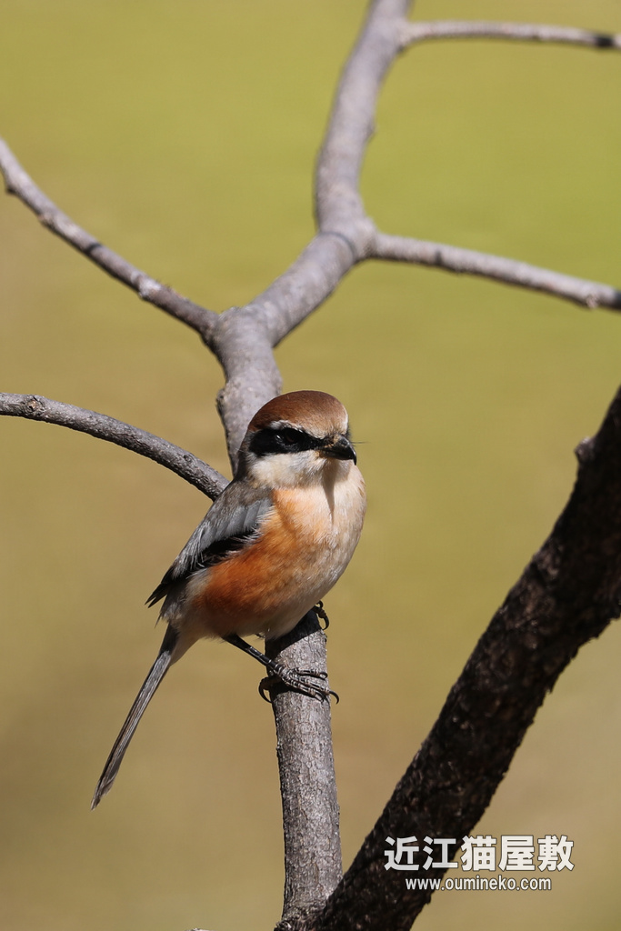 山田池公園 モズ、シメ EOS-1D X Mark II + EF600F4L