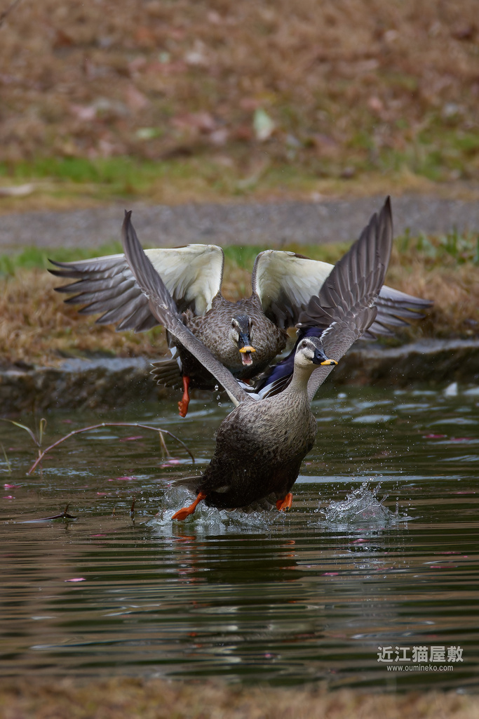 EOS R3/R7+800mmで野鳥撮影 慣らし運転