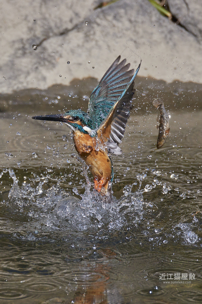 EOS R7,1DX3で野鳥撮影 Adobeスーパー解像度 検証