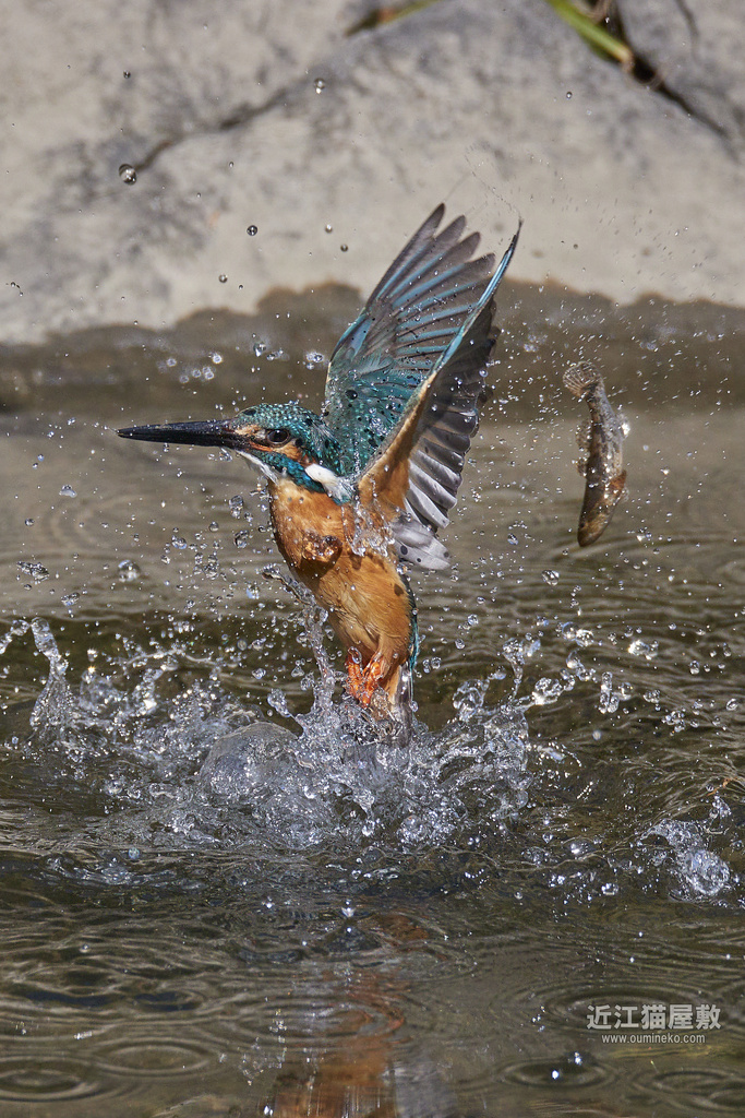 EOS R7,1DX3で野鳥撮影 Adobeスーパー解像度 検証