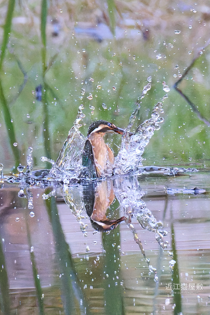 EOS R5 mark IIで野鳥撮影 カワセミ