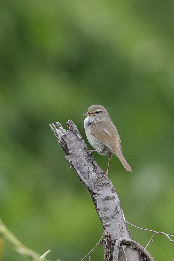 守山地球市民の森 オオヨシキリ、ウグイス EOS-1D X Mark II + EF600F4L