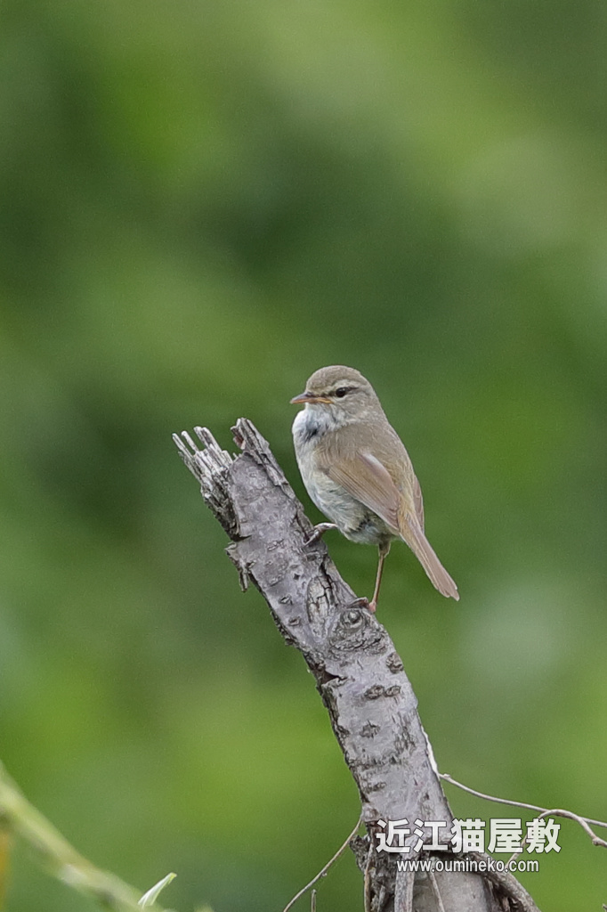 守山地球市民の森 オオヨシキリ、ウグイス EOS-1D X Mark II + EF600F4L