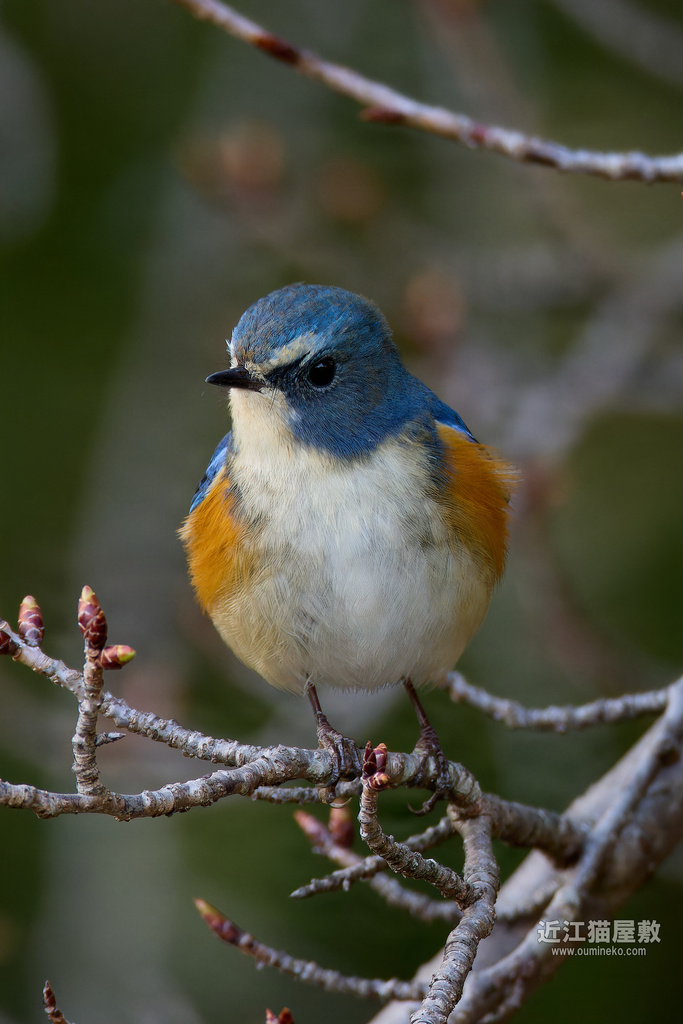 EOS R3,R7で野鳥撮影 少しだけ遠征 ルリビタキ、メジロ、モズ他