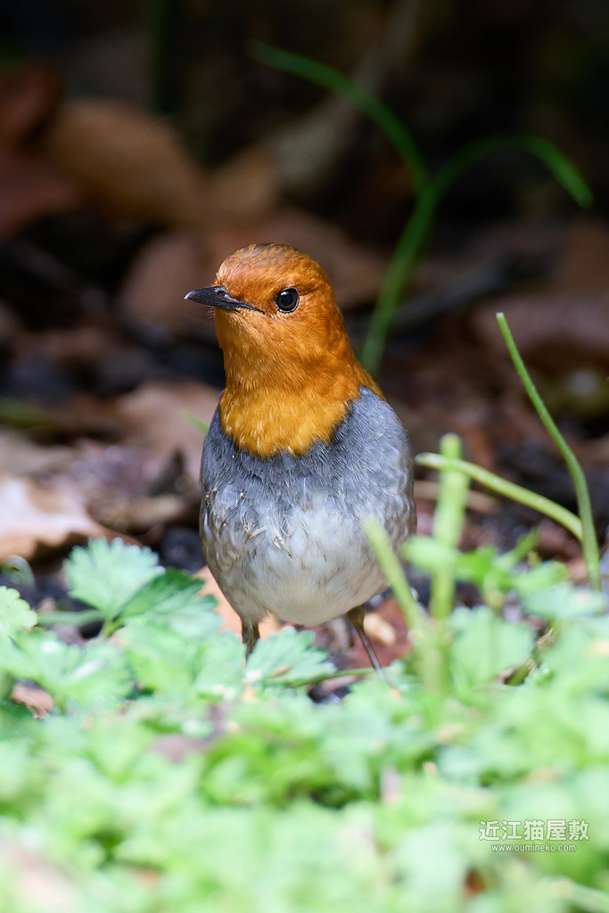 EOS R5 mark IIで野鳥撮影 夏鳥 コマドリ、クロツグミ、カワセミ他