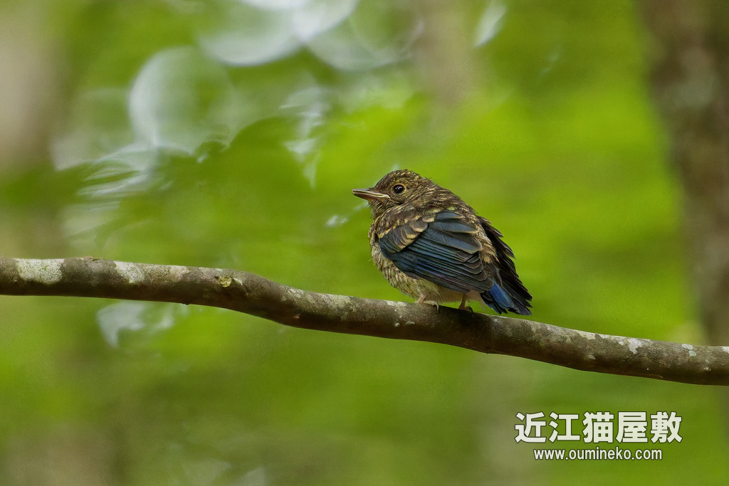 EOSで野鳥撮影 朽木 雨 オオルリ若、キビタキ若