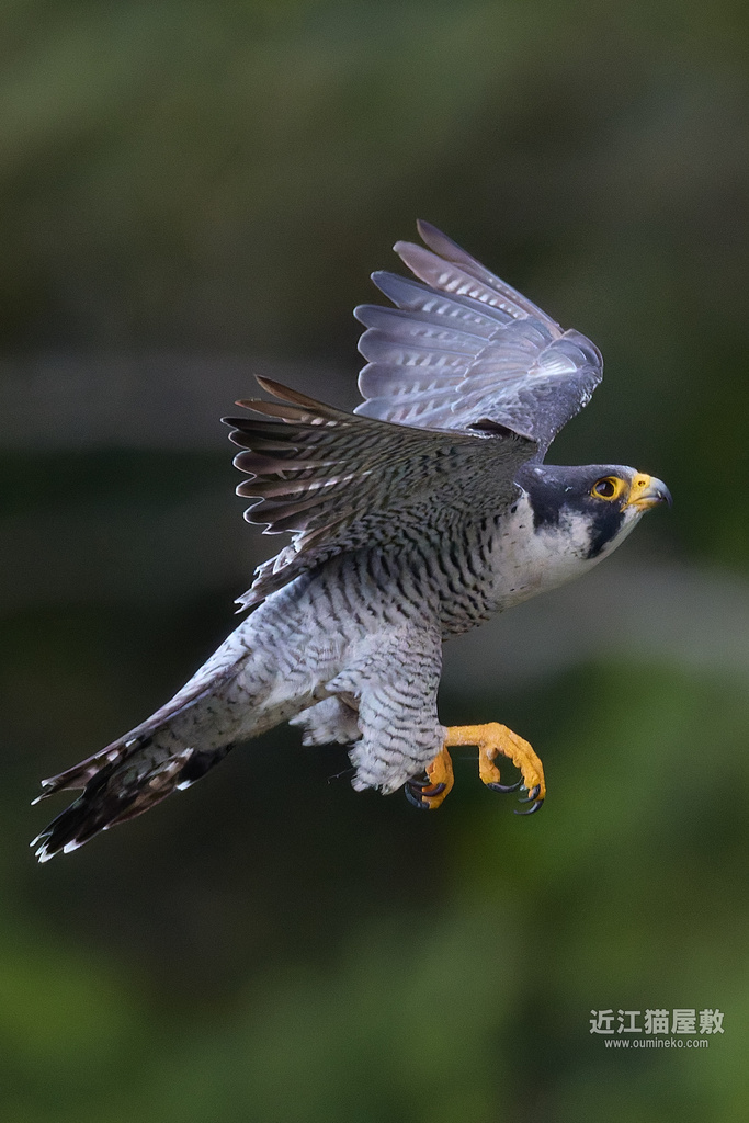 EOSで野鳥撮影 経ヶ岬 仲秋のハヤブサ、イソヒヨドリ