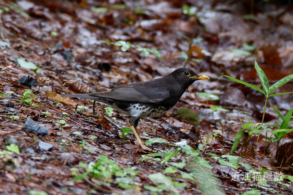 EOS R7で野鳥撮影 クロツグミ、電子シャッターについて