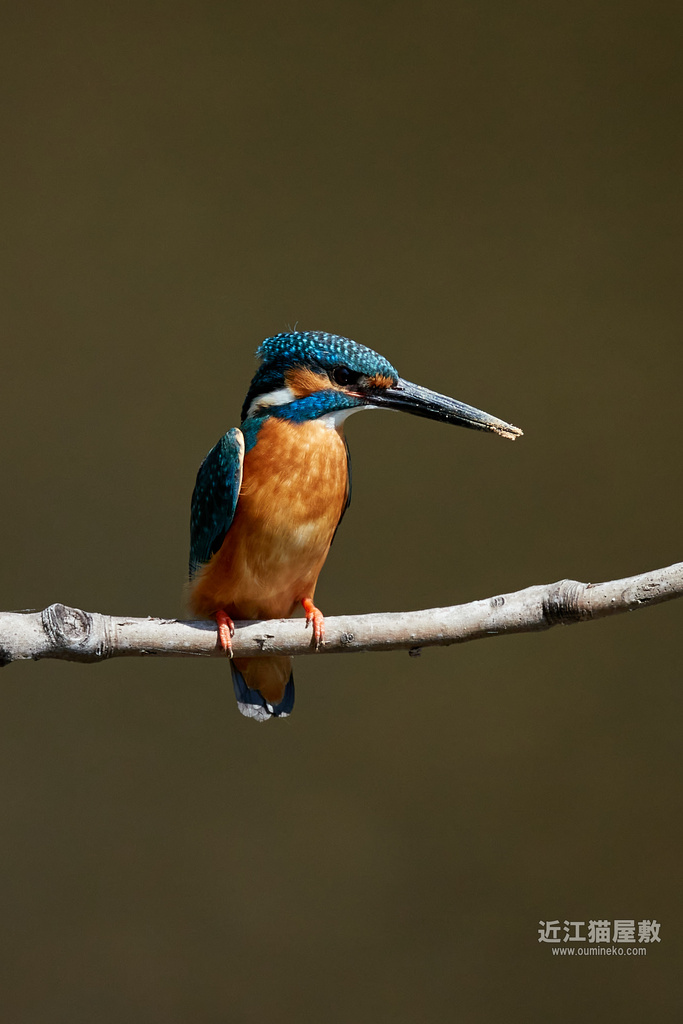 EOS R7,1DX3で野鳥撮影 リハビリ